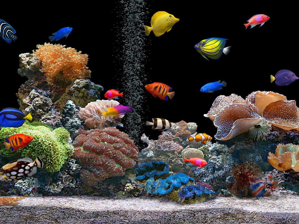 Resultado de imagem para aquarios