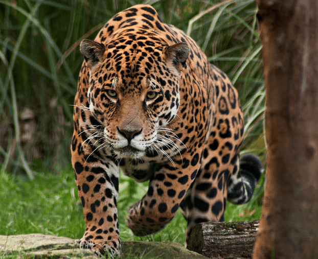 Onça Pintada - Fotos, Ataque, Curiosidades, Habitat E Mais