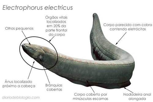 Enguia Elétrica: Curiosidades, fotos e vídeos desse peixe
